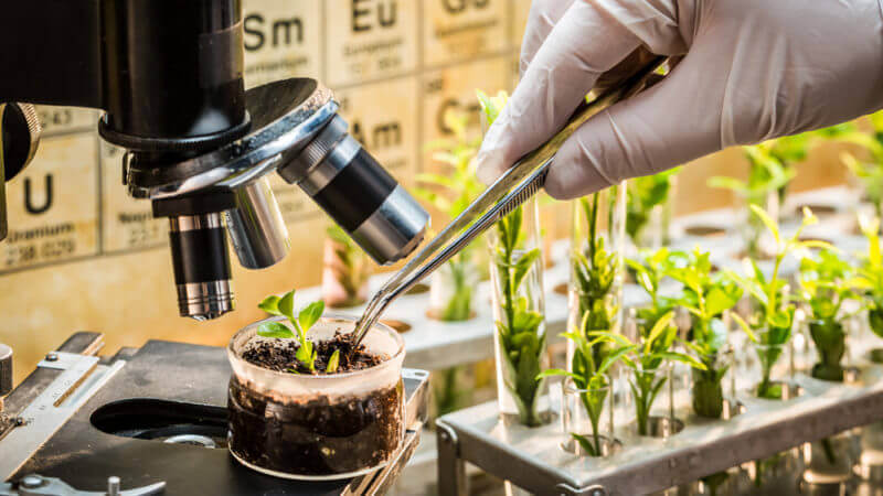 Plant Breeding