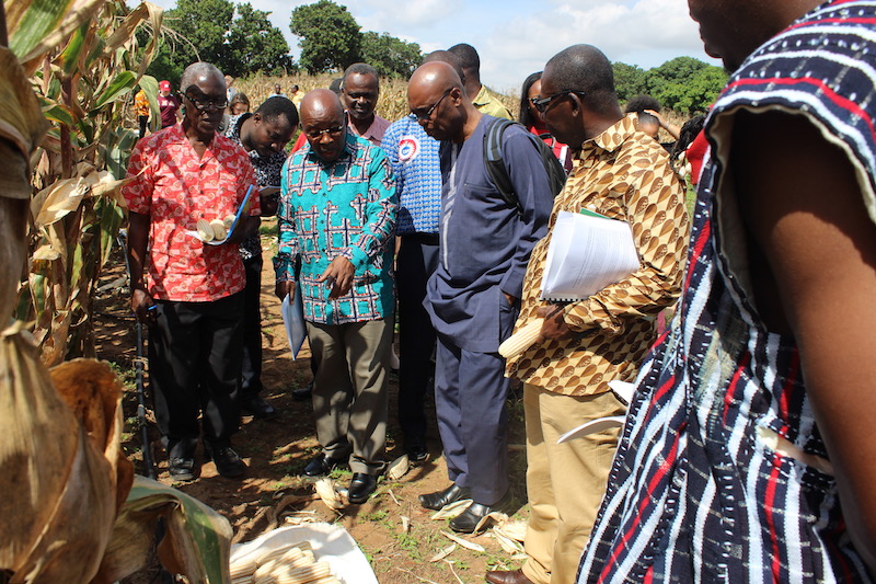 WACCI Release Maize Variety 